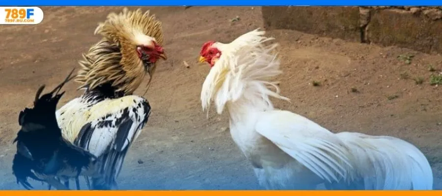 Lý do đằng sau đá gà thomo hấp dẫn kịch tính