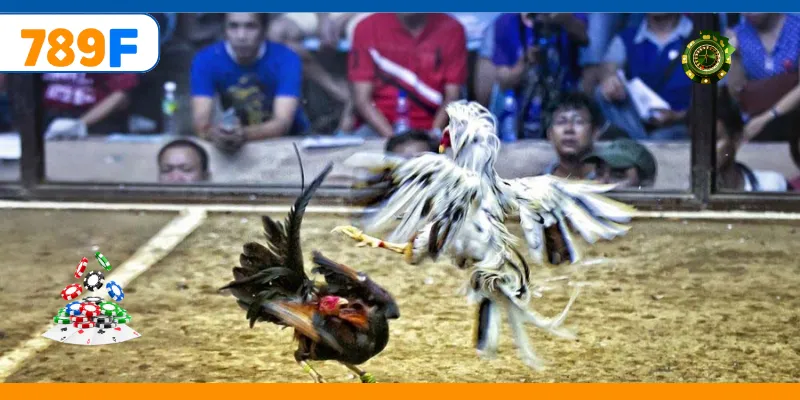 Chiến kê bền bỉ tạo điểm nhấn trong cá cược trực tuyến