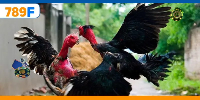 Chiến kê mạnh mẽ tạo nên trận đấu kịch tính