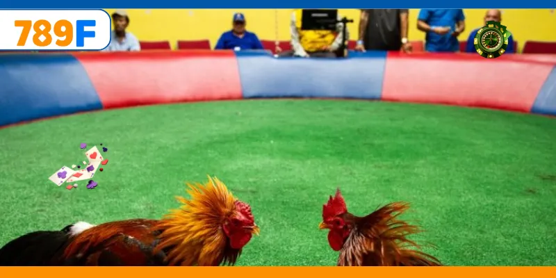 Đặt cược đa dạng mang đến trải nghiệm hấp dẫn hơn