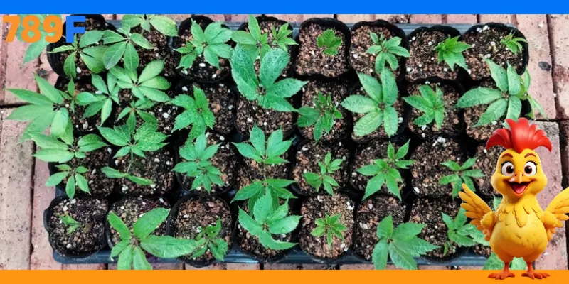 Câu chuyện thành công từ dự án