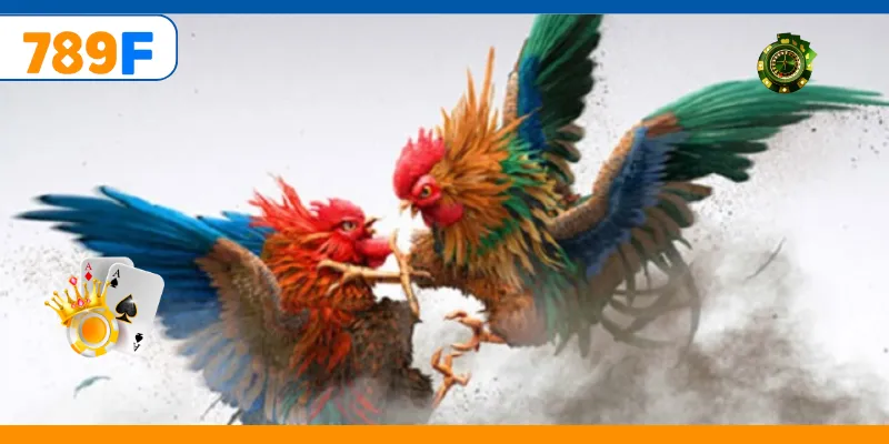 Loại gà vô cùng dũng mãnh trong những trận đá kịch tính