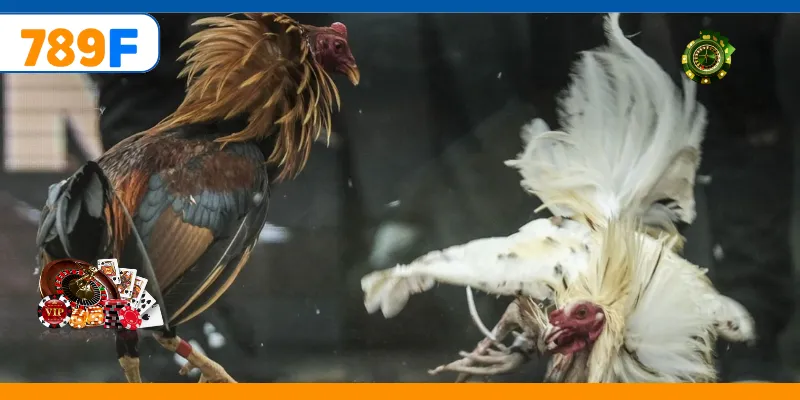 Gà Nòi – Trò Chơi Cá Cược Vô Cùng Kịch Tính Và Gay Cấn