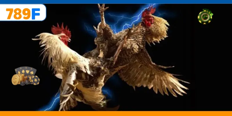 Huấn luyện gà để tăng phong độ thi đấu cao