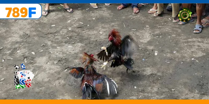 Trận đá gà đòn online kịch tính thu hút người chơi